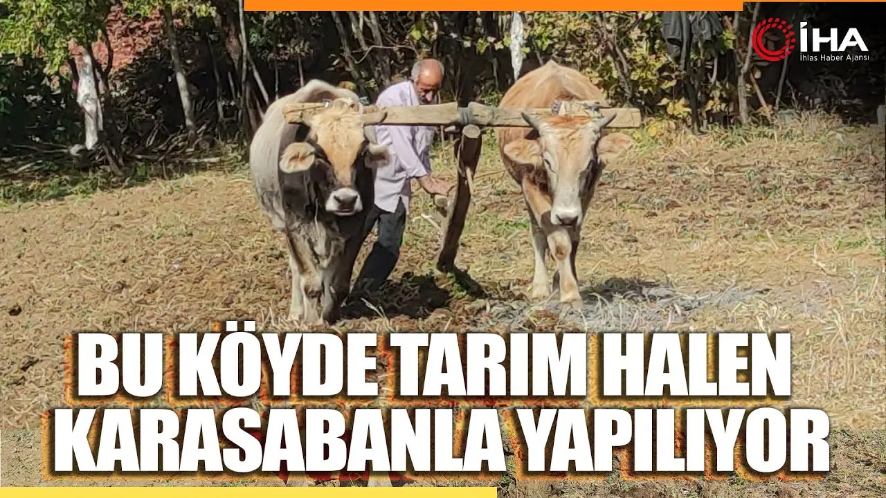 Bitlis’in Hizan ilçesine bazı vatandaşlar, traktörlerin giremediği dik yamaçlardaki tarlalarını