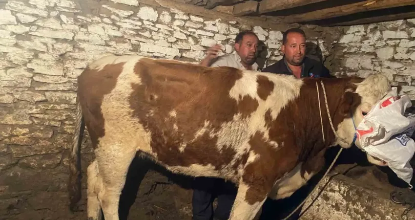 Manisa’da ekim ayının başında satıldığı çiftlikten kaçan, eski ve yeni