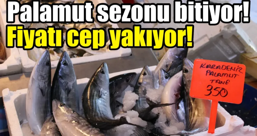 Palamut sezonu bitiyor! Fiyatı cep yakıyor! Muğla Menteşe Perşembe Pazarında balık fiyatları Kasım ayında artış gösterdi.