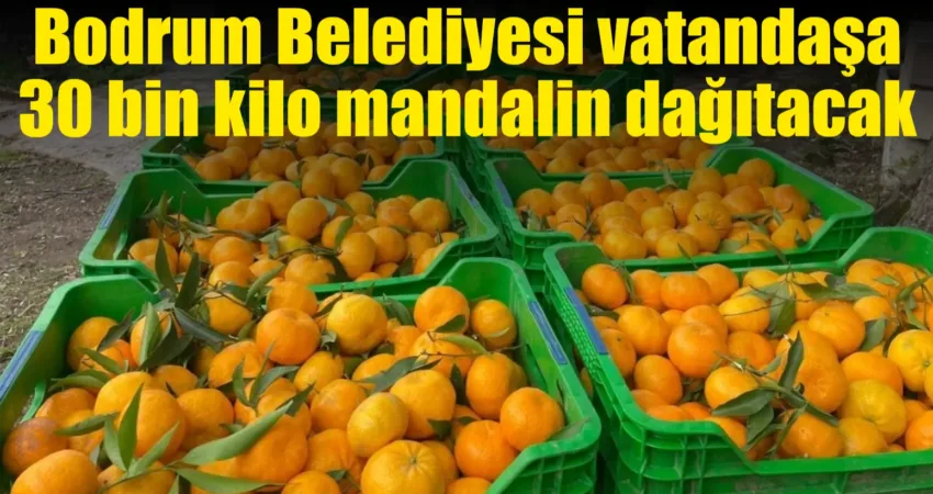 Bodrum Belediyesi vatandaşa 30 bin kilo mandalin dağıtacak Bodrum Belediyesi, coğrafi işaretli Bodrum mandalini üretimini desteklemek ve yerel