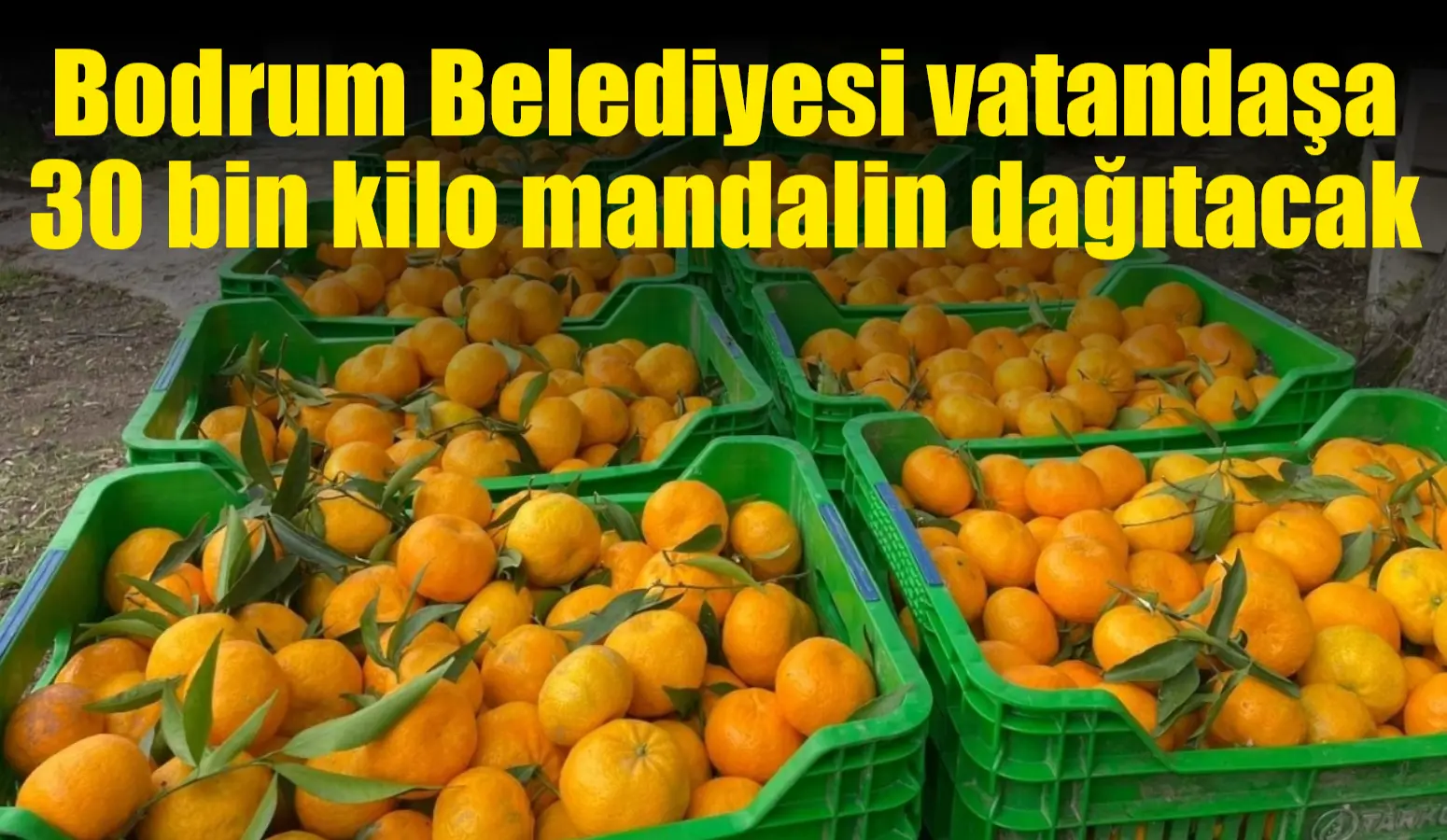 Bodrum Belediyesi, coğrafi işaretli Bodrum mandalini üretimini desteklemek ve yerel