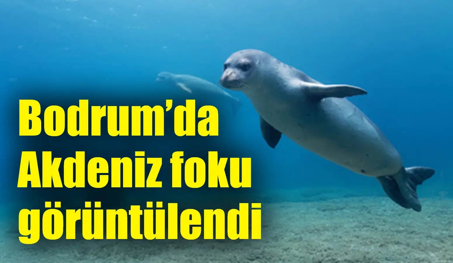 Muğla’nın Bodrum ilçesinde nesli tükenme tehlikesi altındaki Akdeniz foku avlanırken