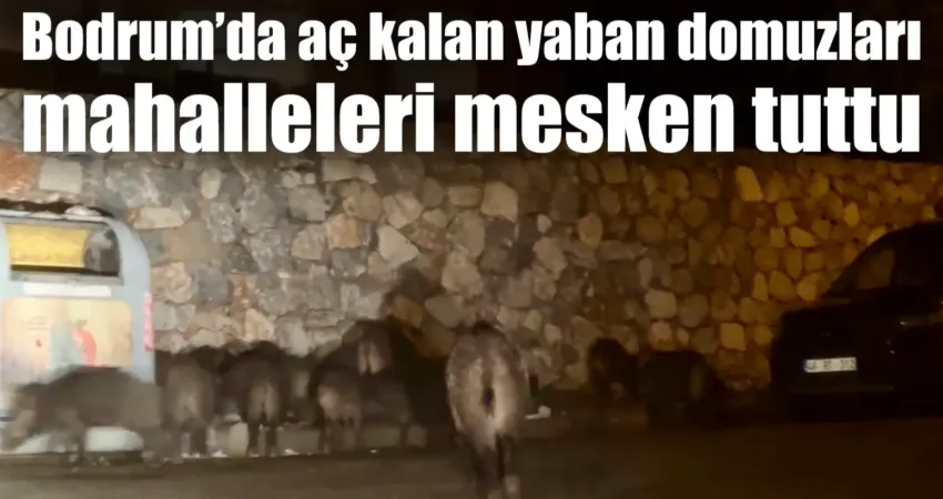 Muğla'nın Bodrum ilçesinde aç kalan yaban domuzları şehre inerken çöpleri