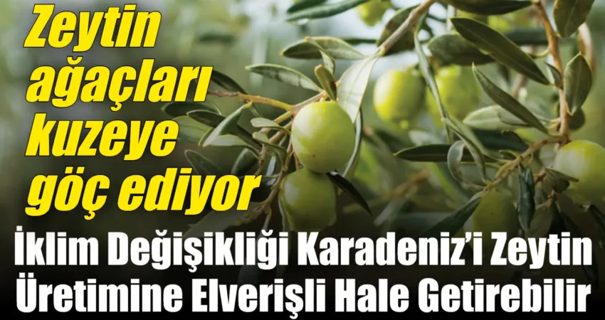 Sakarya Üniversitesi ve Balıkesir Üniversitesinden bilim insanları, iklim değişikliğinin Türkiye'deki