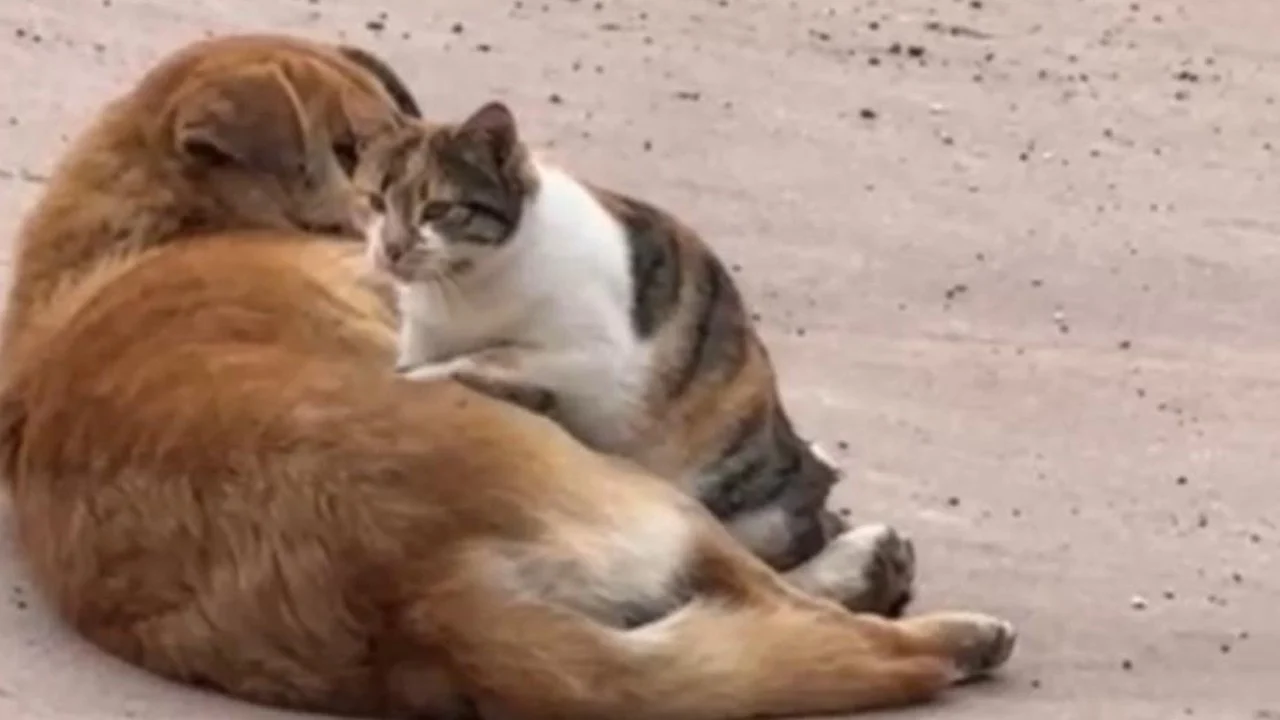 Düzce'de kedi ile köpeğin görenleri şaşırtan dostluğu kameralara yansıdı.