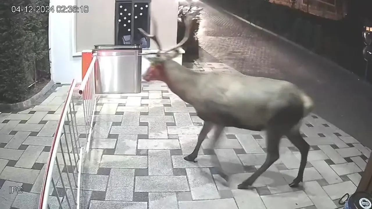 Kocaeli’de yaralı, bakıma muhtaç halde bulunup uzun süre Ormanya’da rehabilite