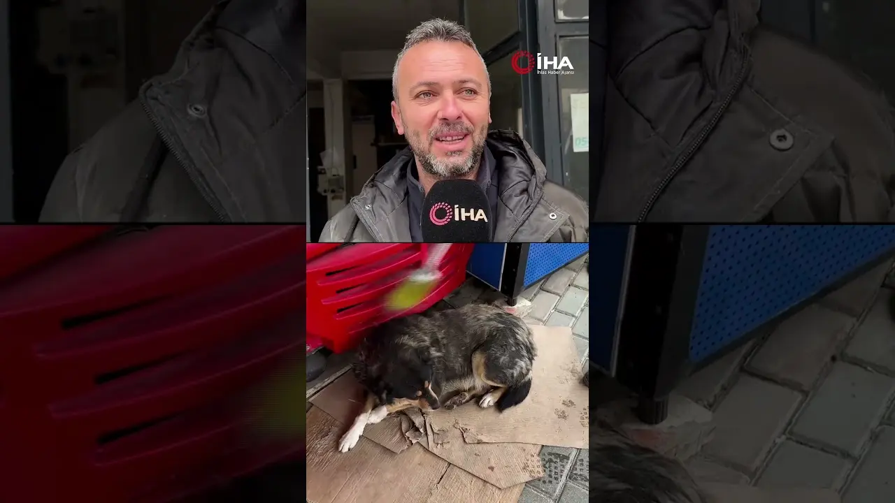 Bursa'da bir vatandaş elindeki fırçasıyla sokak köpeğini temizledi. Vatandaşın köpekle