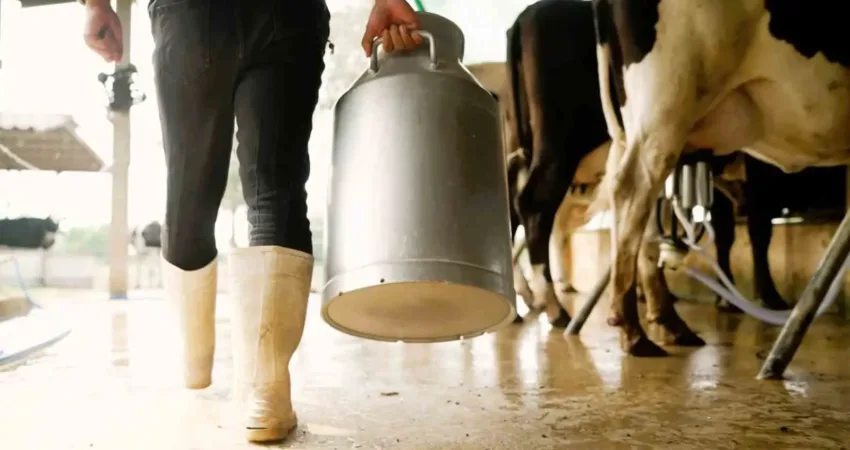  Sanayiye arz edilen çiğ süt miktarında Türkiye 5.’si olan Denizli,