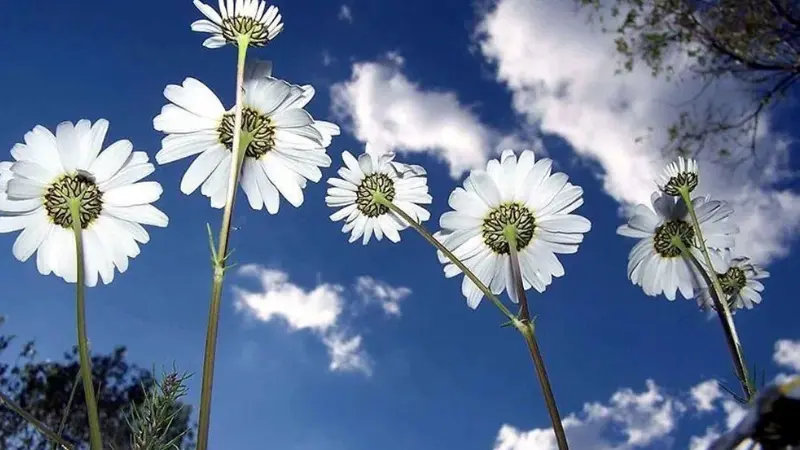 "Birinci cemre ne zaman düşecek?" sorusu son günlerde yoğun şekilde