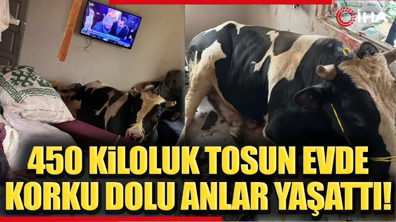 Burdur'da 450 kiloluk tosunun neden olduğu ilginç olay, hem evde