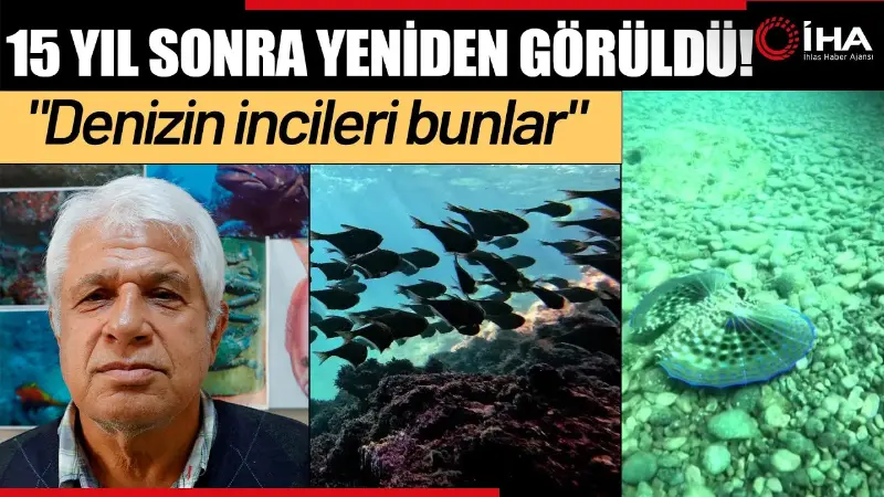 Kızıldeniz'den Akdeniz'e geçen türlerden birisi olan deniz tavşanı Antalya'nın dünyaca