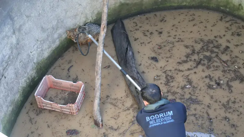 Bodrum Belediyesi Veteriner İşleri ve Afet İşleri Müdürlüğü ekipleri, yer