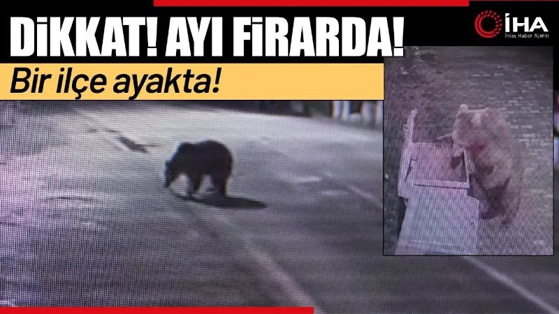 Bursa'nın Karacabey ilçesinde rüzgarda devrilen ağaç, ayı barınağının elektrikli demir