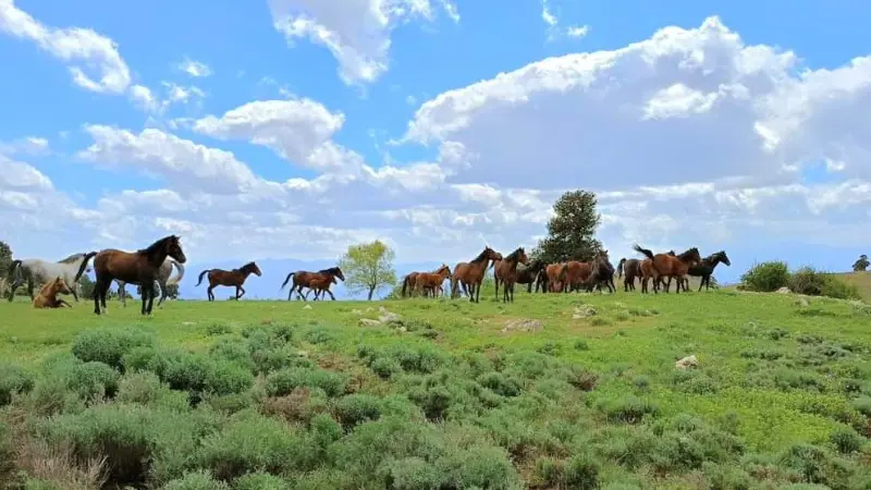 Denizli’nin Acıpayam ilçesine bağlı Bademli Mahallesinin yüksek kesimlerinde doğada özgürce