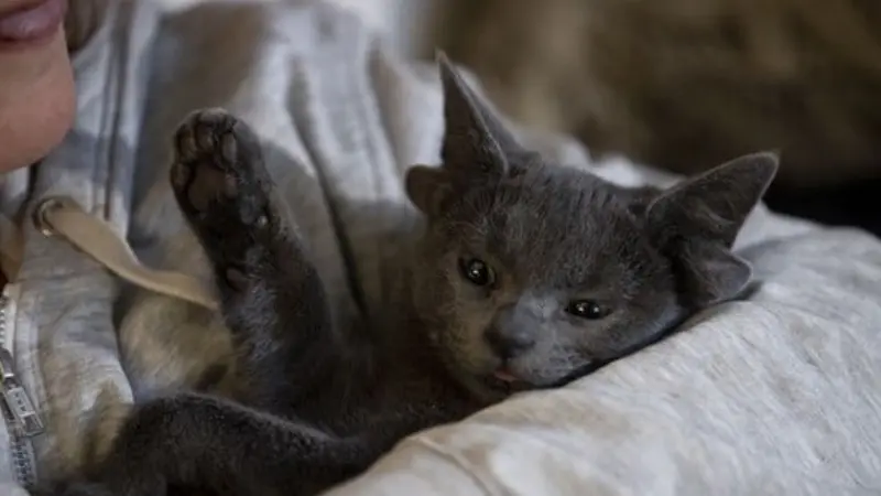 Ankara'da genetik mutasyon sonucu 4 kulağı olan Midas adlı kedi,