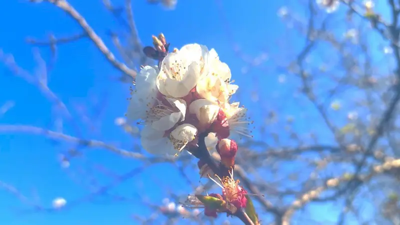 Hava sıcaklıklarının mevsim normallerinin üzerinde seyrettiği Manisa'ya yalancı bahar geldi.