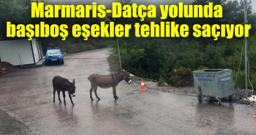 Marmaris-Datça yolunda başıboş eşekler tehlike saçıyor Marmaris-Datça karayolu üzerinde başıboş dolaşan eşekler hem sürücüler hem de
