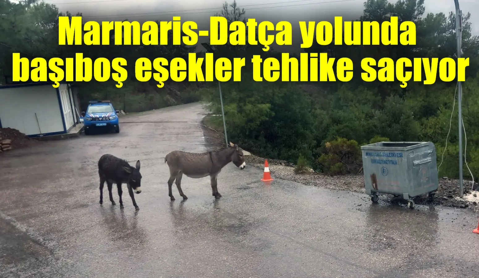 Marmaris-Datça karayolu üzerinde başıboş dolaşan eşekler hem sürücüler hem de