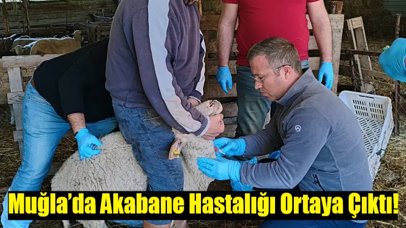 Muğla’nın Ortaca ilçesi Mergenli Mahallesi’nde küçükbaş hayvancılık yapan bir işletmede,