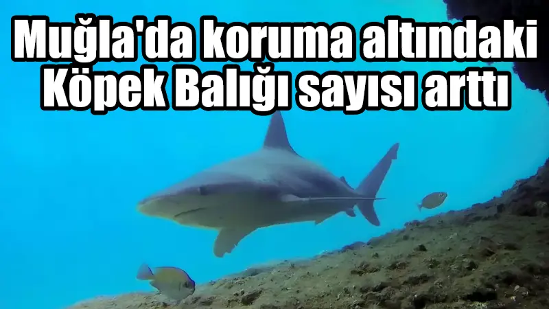 Muğla’da koruma altındaki Köpek Balığı sayısı arttı MUĞLA'nın Marmaris ilçesi Çamlı Mahallesi Boncuk Koyu, 2013'ten bu yana
