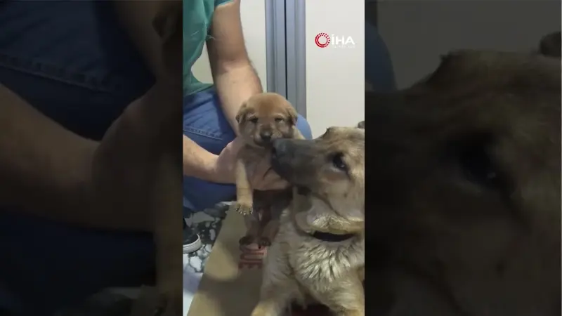 İstanbul Beylikdüzü'nde bir sokak köpeği, soğuktan donmak üzere olan yavrusunu