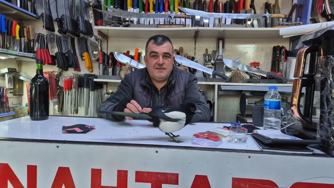 Tekirdağ’ın Süleymanpaşa ilçesinde bıçakçı dükkanına sığınan saksağan kuşu ’Rafa’, esnafın