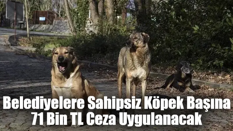 Tarım ve Orman Bakanlığı, sahipsiz köpeklerin 2028 yılına kadar toplanmaması