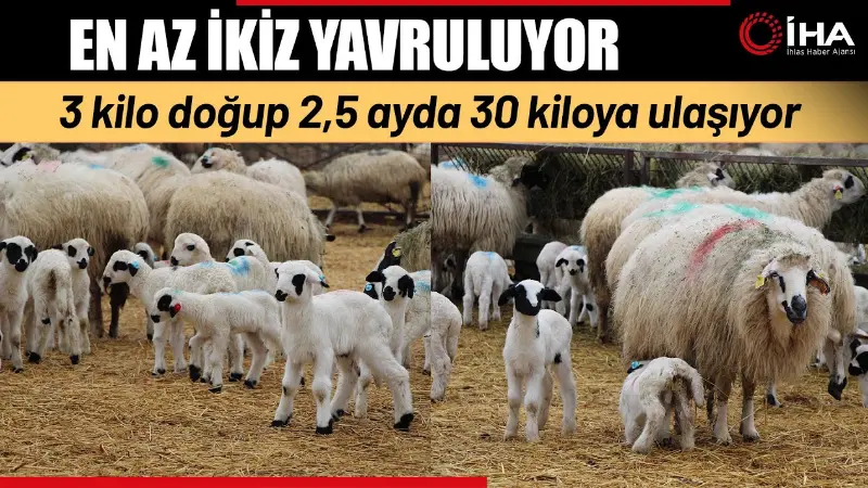 Amasya’da çoklu doğum özelliğine sahip yerli Bafra ırkı koyunların yetiştirildiği
