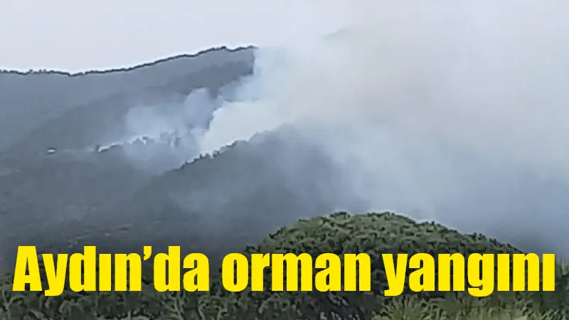 Aydın’da orman yangını Aydın'ın Bozdoğan ilçesinde ormanlık alanda çıkan yangını söndürmek için ekipler