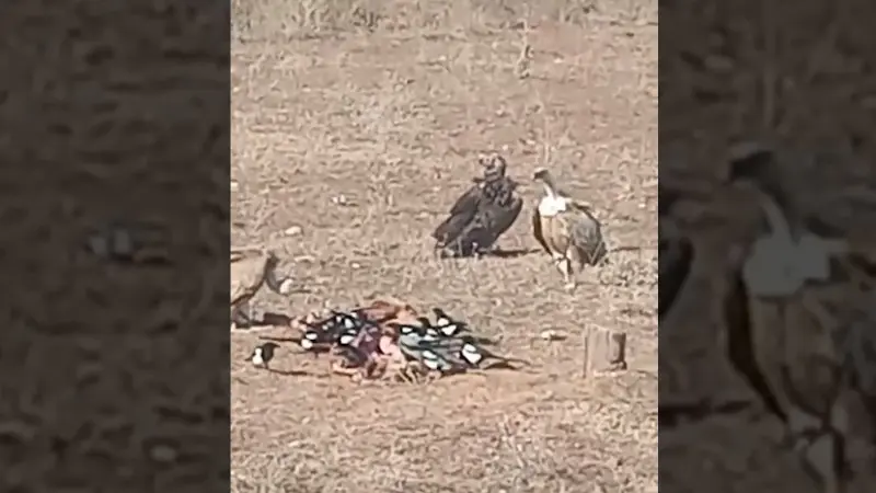 Erzurum'un Oltu ilçesinde bir vatandaş 17 akbabayı cep telefonu ile