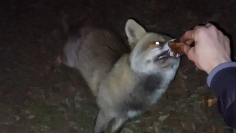 Bolu'da açık havada iftar yapan vatandaşların sofrasına gelen bir tilki,