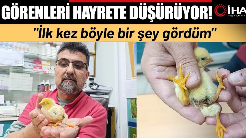 Mersin’in Silifke ilçesinde 3 ayaklı dünyaya gelen civciv görenleri hayrete