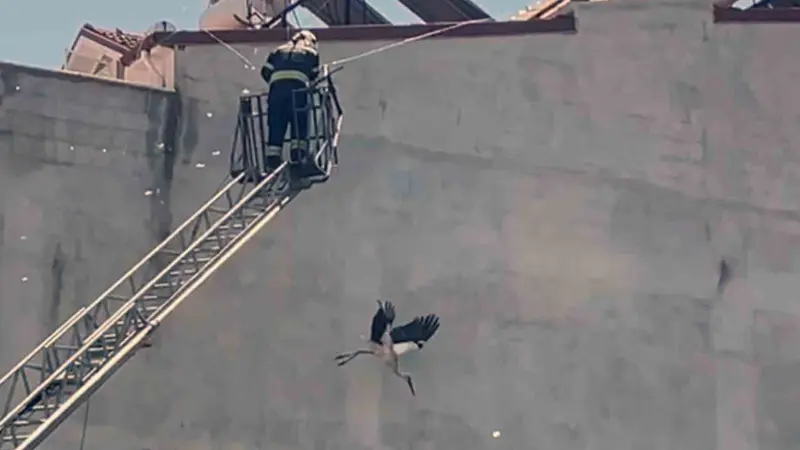 Kabloya dolanan Leyleği itfaiye ekipleri kurtardı Dalaman'da bir apartmanın çatısındaki kabloya dolanan leylek, itfaiye ekiplerinin başarılı