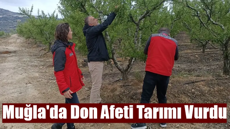 Muğla'nın iç ve doğu kesimlerinde yaşanan don afeti tarım arazilerinde