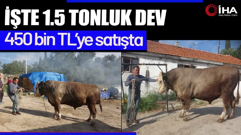 Çanakkale'nin Ayvacık ilçesine bağlı Paşaköy köyünde, Kurban Bayramı öncesinde 'Fatih'