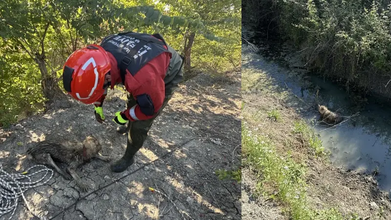 Muğla’nın Dalaman ilçesi Kargınkürü Mahallesi’nde sulama kanalına düşen köpek, Dalaman