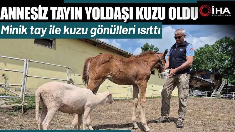 Düzce'de 10 günlükken annesini kaybeden tayın yanına yalnız kalmasın diye
