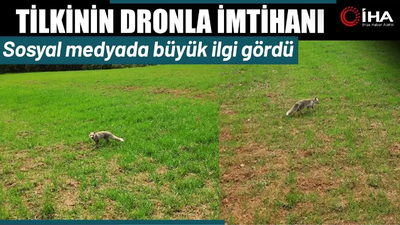 Kastamonu’da arazide dolaşan tilki, dronu görünce meraklı bakışlar arasında önce