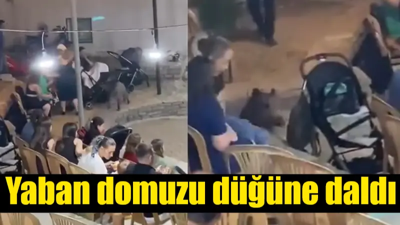 Muğla'nın Bodrum ilçesinde yapılan bir düğün törenine davetsiz bir yaban