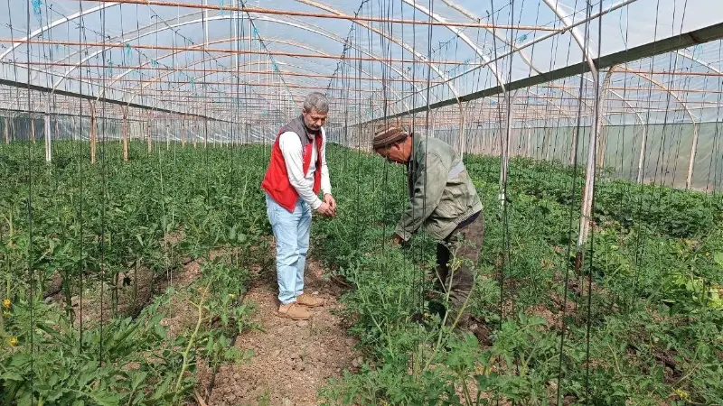 Yemişendere’de örtü altı sebze üreticilerine teknik destek Muğla'nın Menteşe ilçesinde, İlçe Tarım ve Orman Müdürlüğü ekipleri Yemişendere