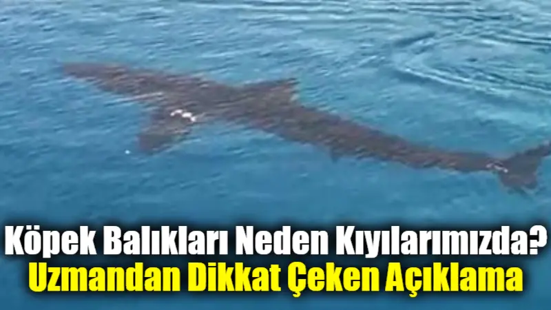 Köpek Balıkları Neden Kıyılarımızda? Uzmandan Dikkat Çeken Açıklama Son haftalarda Gökova Körfezi başta olmak üzere Ege kıyılarında görüntülenen
