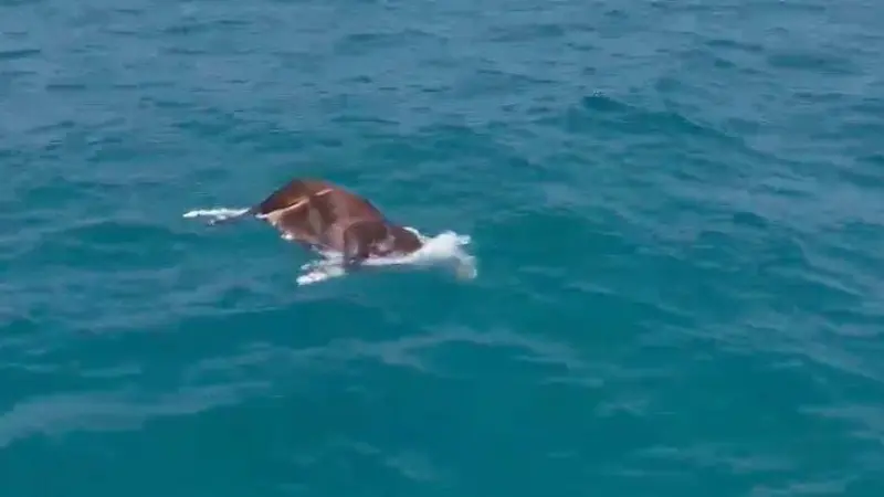 Alanya’da denizde ölü inek bulundu Antalya’nın Alanya ilçesine bağlı Konaklı Mahallesi’nde denizde ölü bir inek