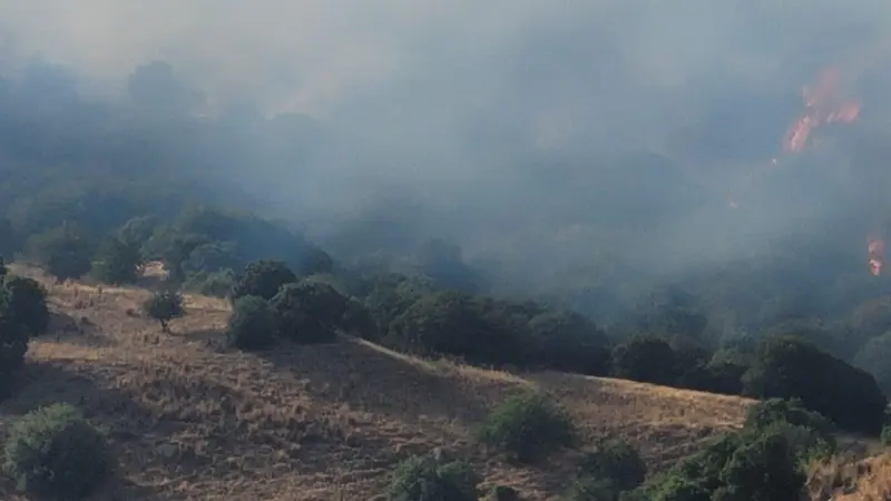 Aydın’ın Efeler ilçesinde zirai alanda çıkan yangın rüzgarın da etkisiyle