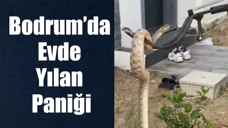 Bodrum’da Evde Yılan Paniği Bodrum’un Müskebi Mahallesi’nde bir evin duvar boşluğuna yılan girdi. İtfaiye