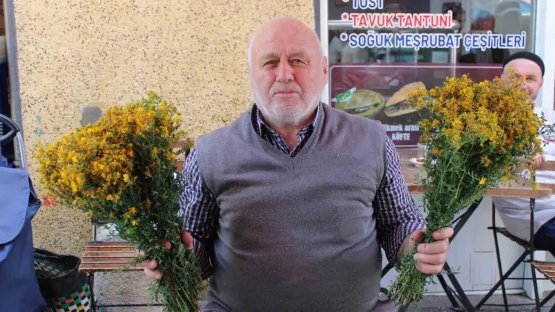 Aydın’ın dağlarında kendiliğinden yetişen sarı kantaron bitkisini vatandaşlar sağlık için