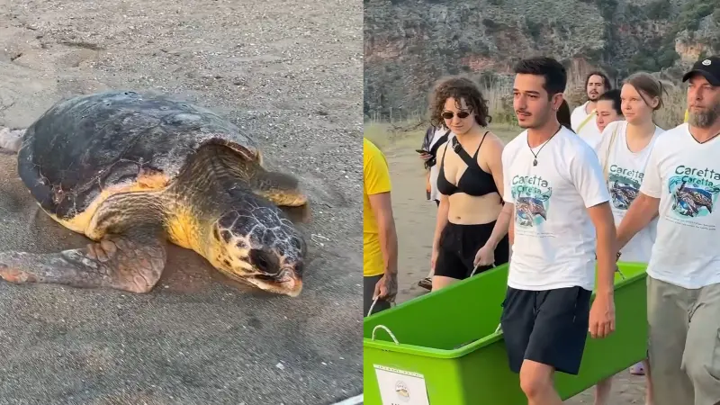 Caretta Caretta Melissa Yeniden Maviliklerle Buluştu! Muğla’nın dünyaca ünlü İztuzu Plajı’nda kabuğundaki kesikle fark edilen dişi