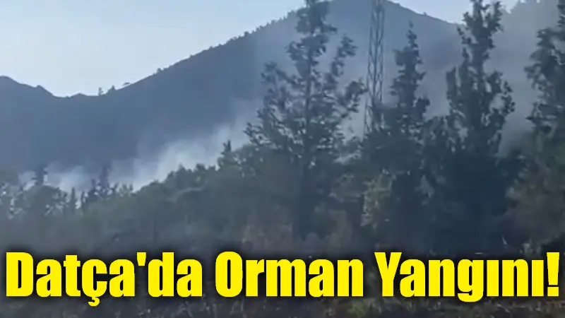 Muğla'nın Datça ilçesinde, Kovanlık Tabiat Parkı karşısındaki ormanlık alanda henüz