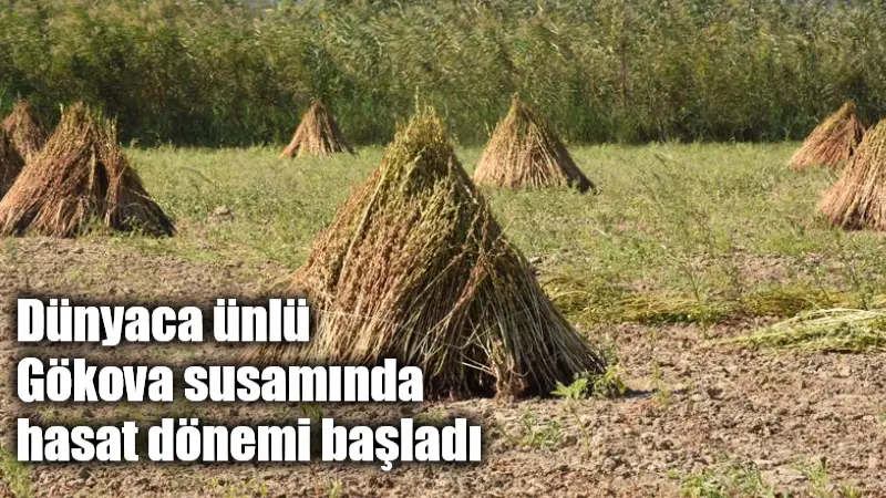 Dünyaca ünlü Gökova susamında hasat dönemi başladı Ula’nın Gökova Mahallesi’nde dünyaca ünlü altın susam yeniden toprakla buluştu.