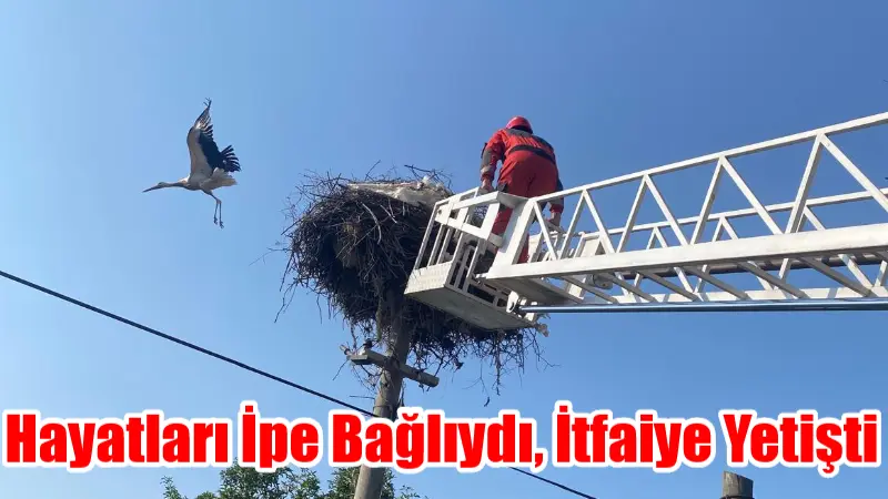Hayatları İpe Bağlıydı, İtfaiye Yetişti Muğla’nın Ula ilçesine bağlı Akçapınar Mahallesi’nde yuvalarındaki iplerin ayaklarına dolanması