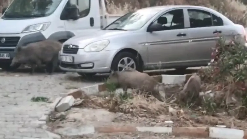 Aydın’ın Kuşadası ilçesinde onlarca domuz sokaklarda yiyecek ararken görüntülendi.